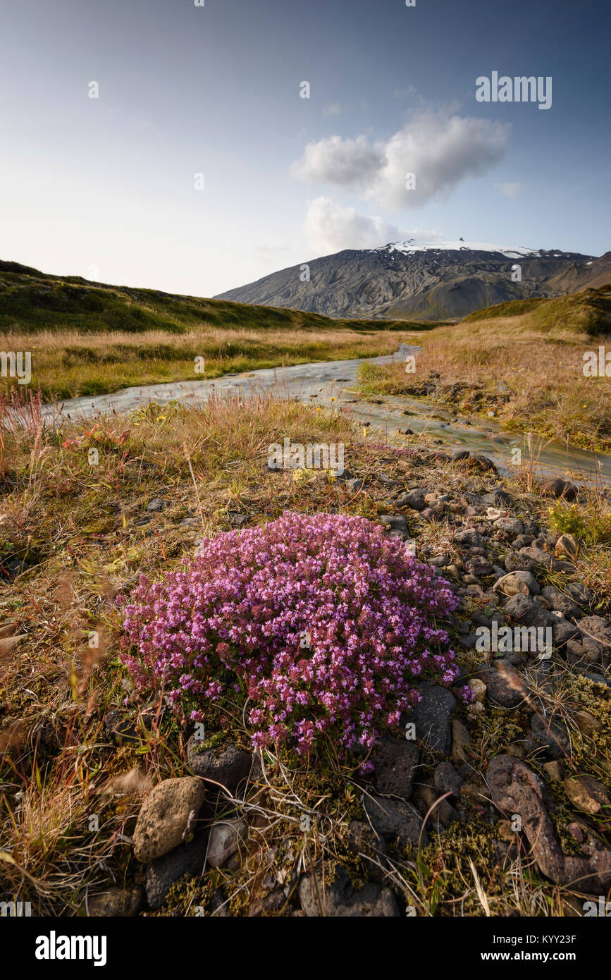 Stream and wildflowers hi-res stock photography and images - Alamy