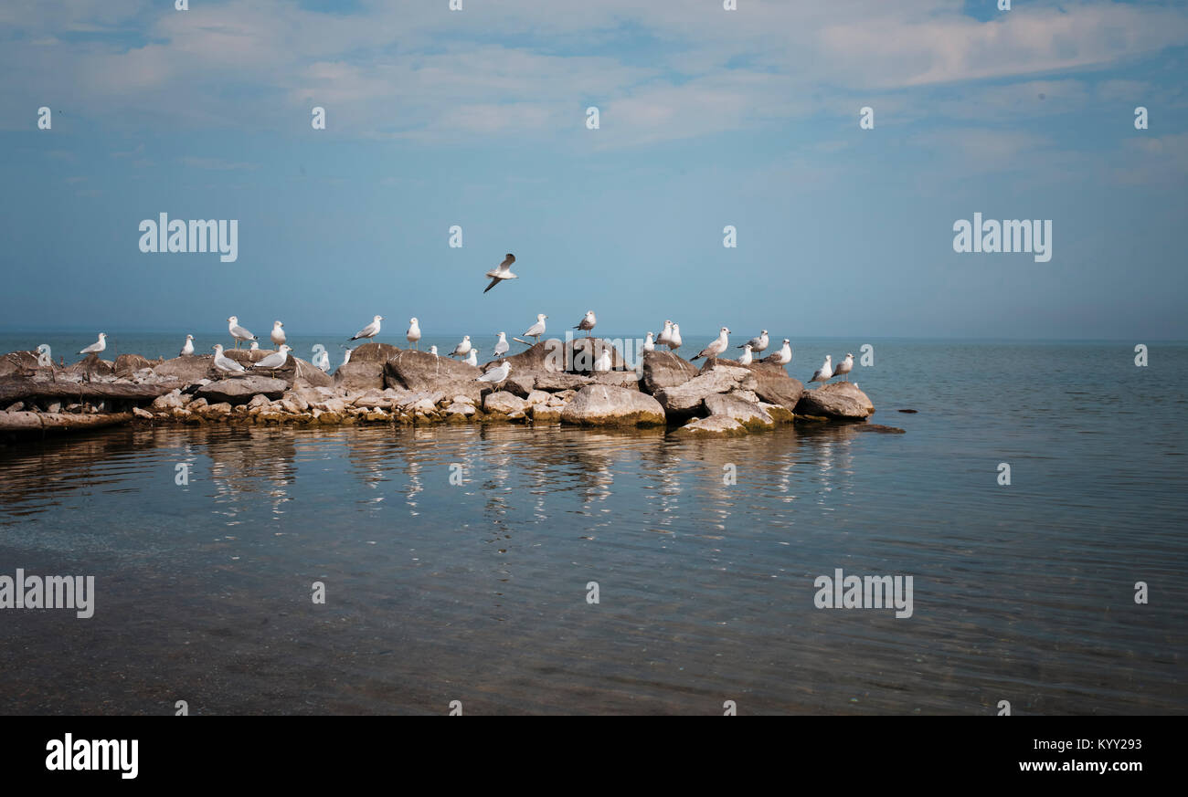 Seagulls perching on rocks at Lake Simcoe against sky Stock Photo