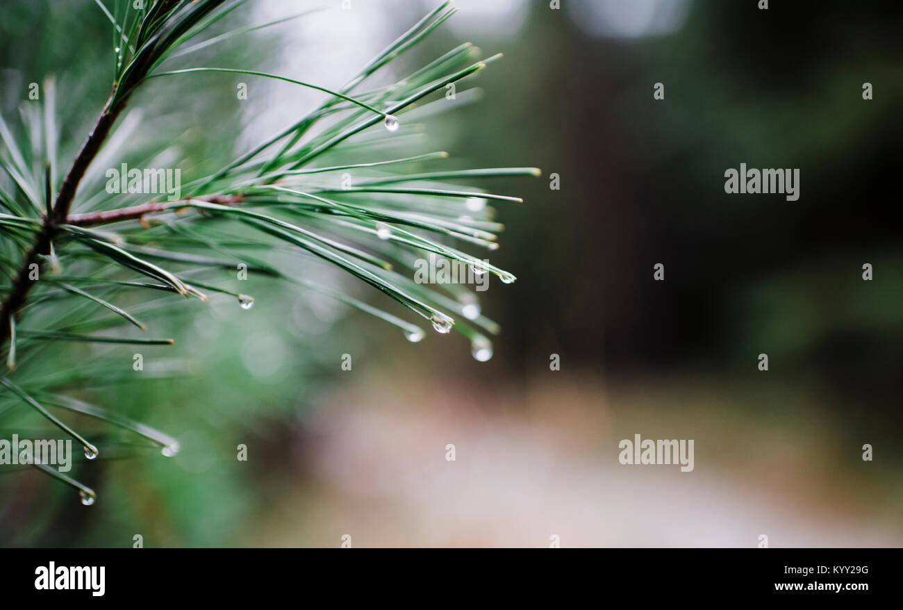 Close-up of water drops on pine needles Stock Photo