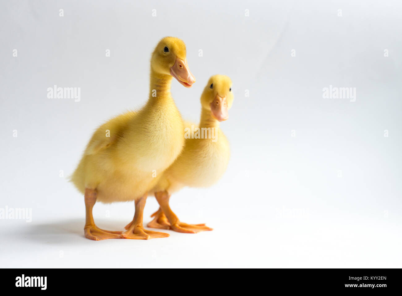 Portrait of ducklings standing over white background Stock Photo