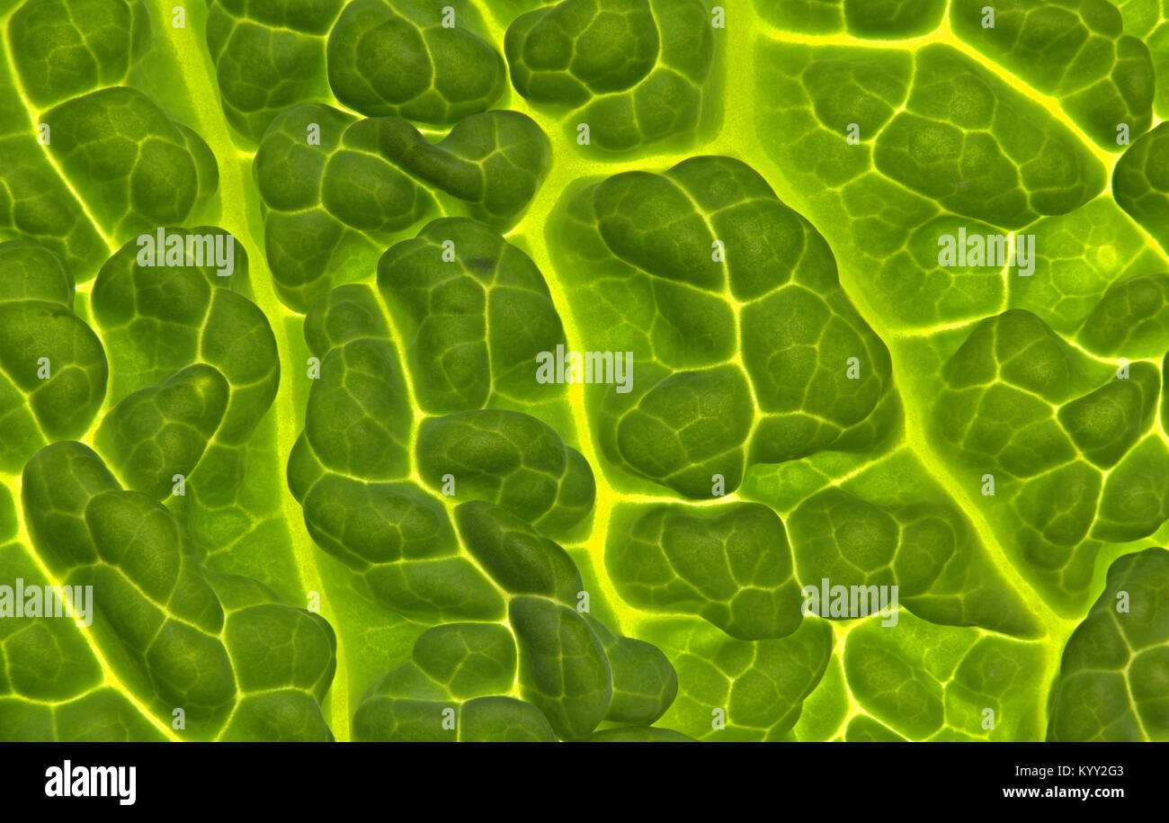 Extreme close-up of savoy cabbage Stock Photo