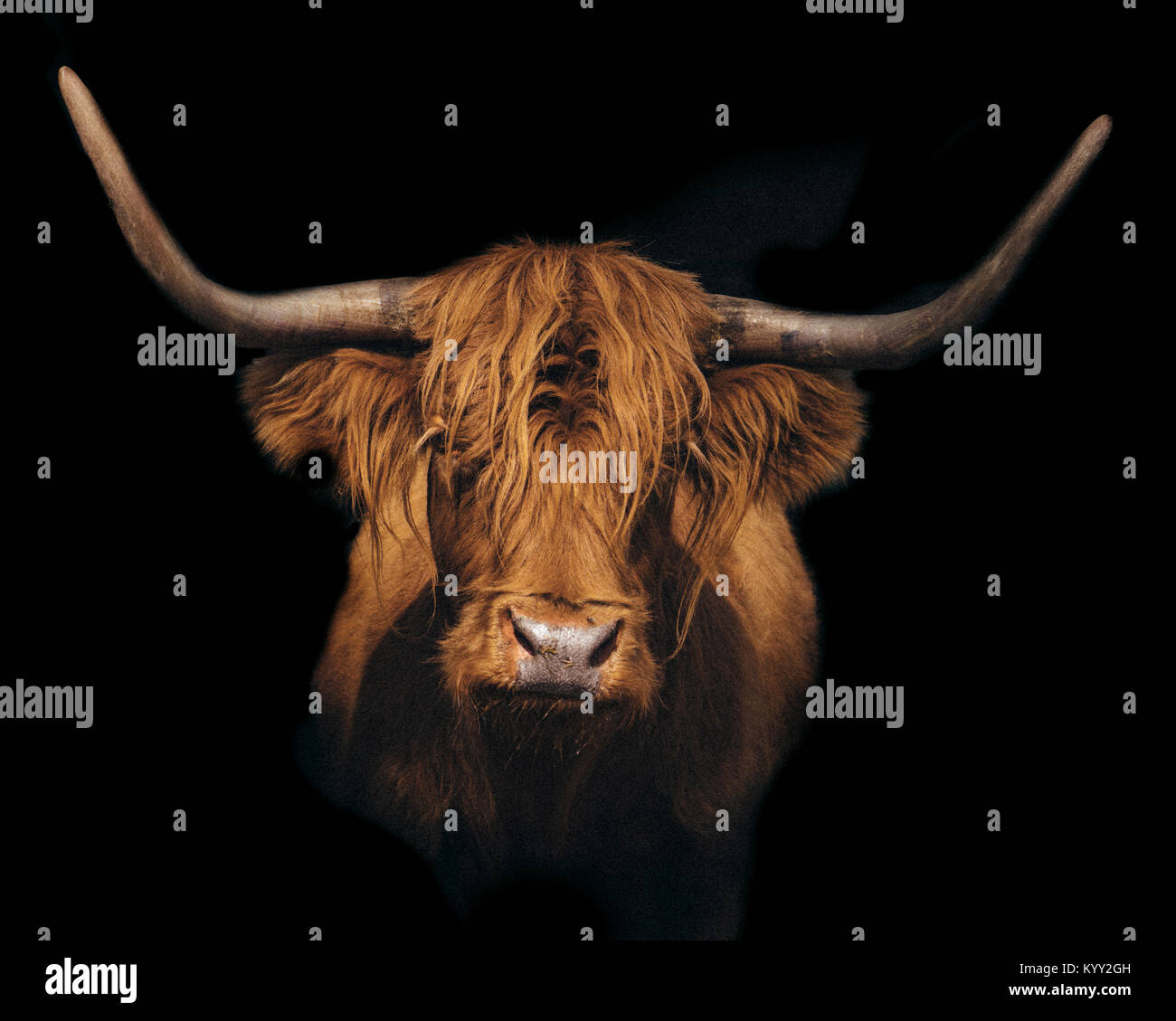 Baby Highland Cow Wall Mural  Buy online at Europosters