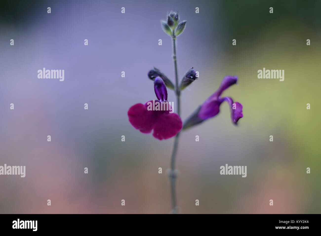 Stem buds flowers hi-res stock photography and images - Alamy