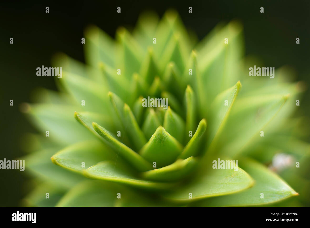 Close-up of succulent plant Stock Photo
