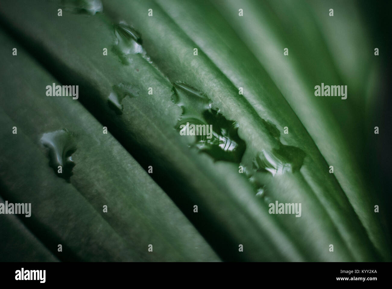 Close-up of water drops on leaf Stock Photo