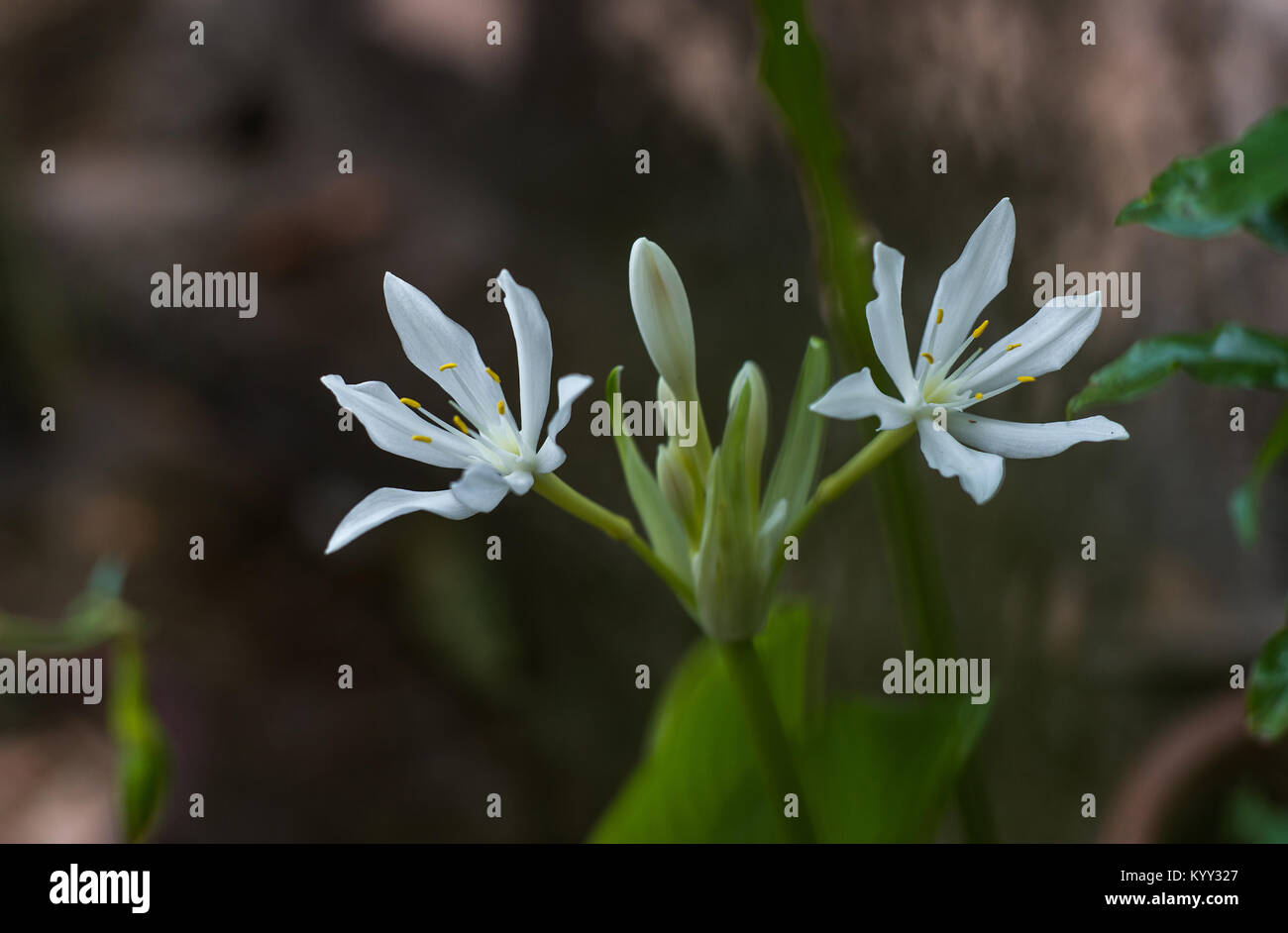 White yellow tropical flowers hi-res stock photography and images - Alamy
