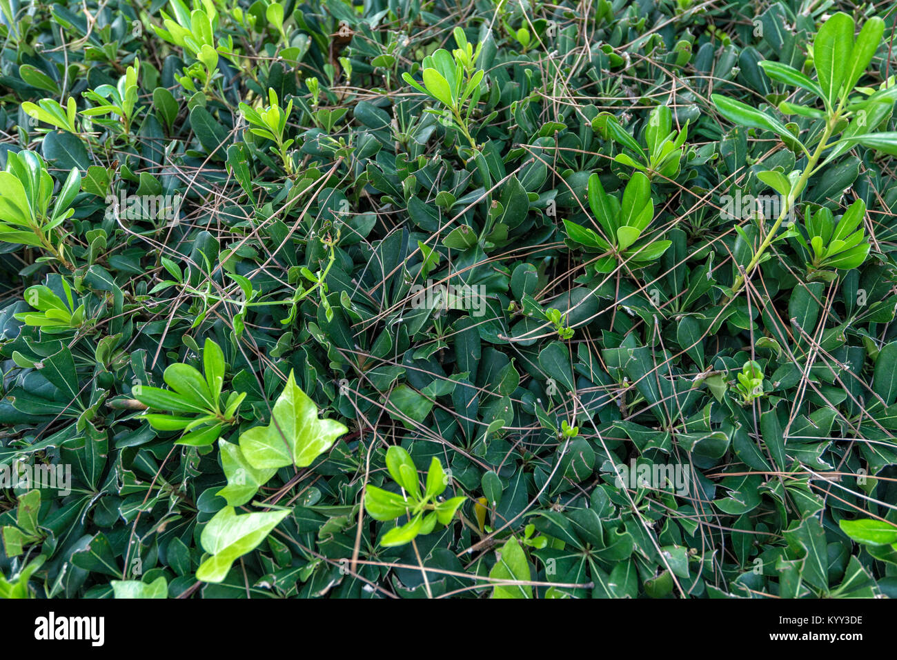 background in a garden of green leaves in the summer Stock Photo - Alamy