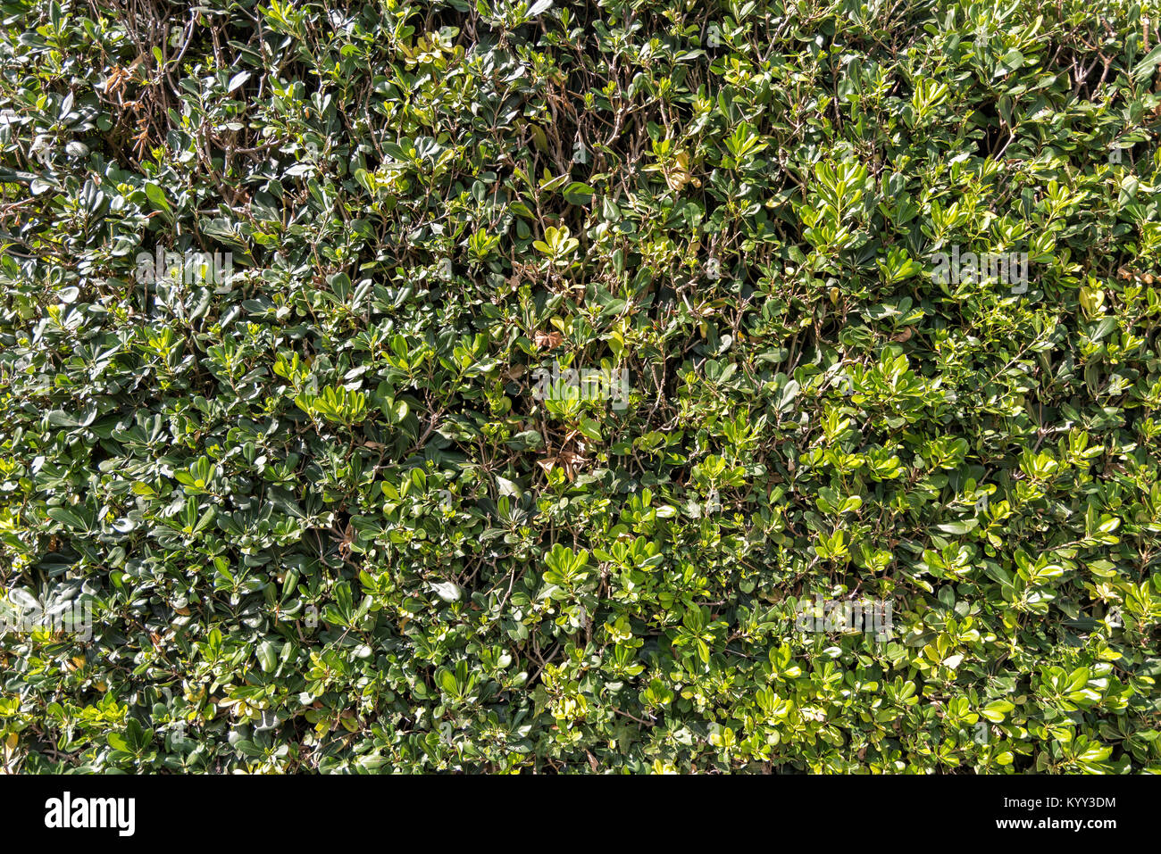 background in a garden of green leaves in the summer Stock Photo - Alamy