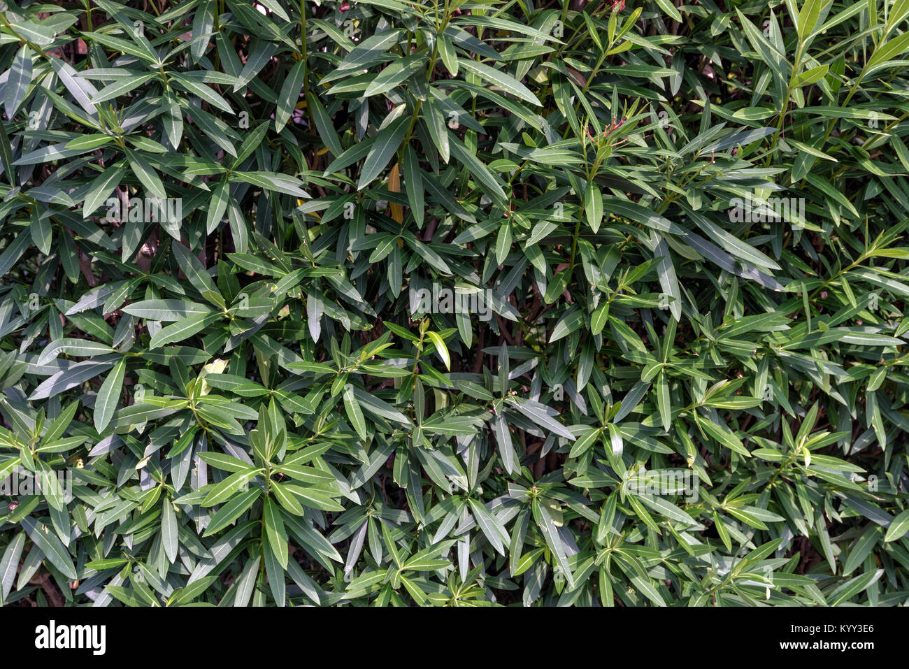 background in a garden of green leaves in the summer Stock Photo - Alamy