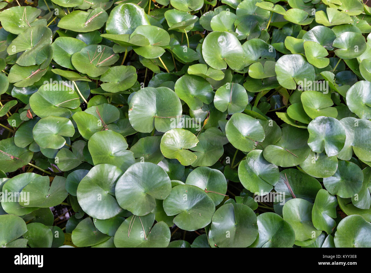 background of green Lotus leaf in the lake Stock Photo - Alamy