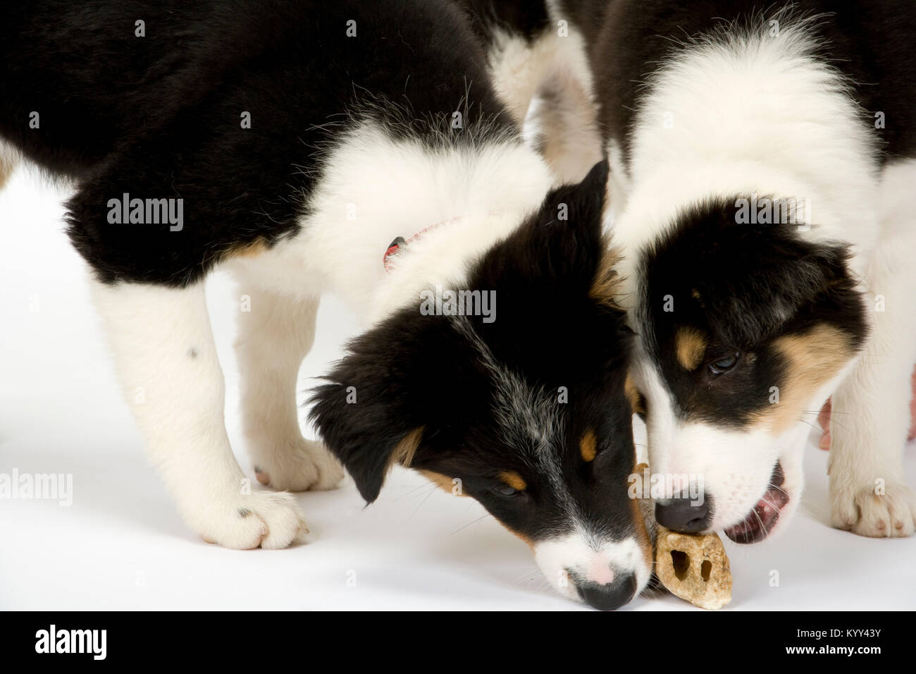 Two cute young border collie pups competing for a bone Stock Photo Alamy