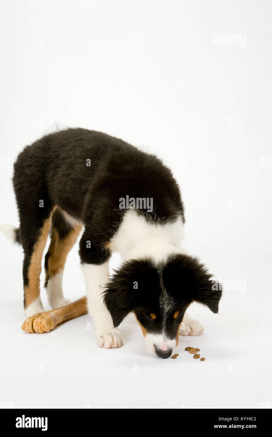 Border Collie Dog with Bone Stock Photo - Image of bone, lying: 51253044