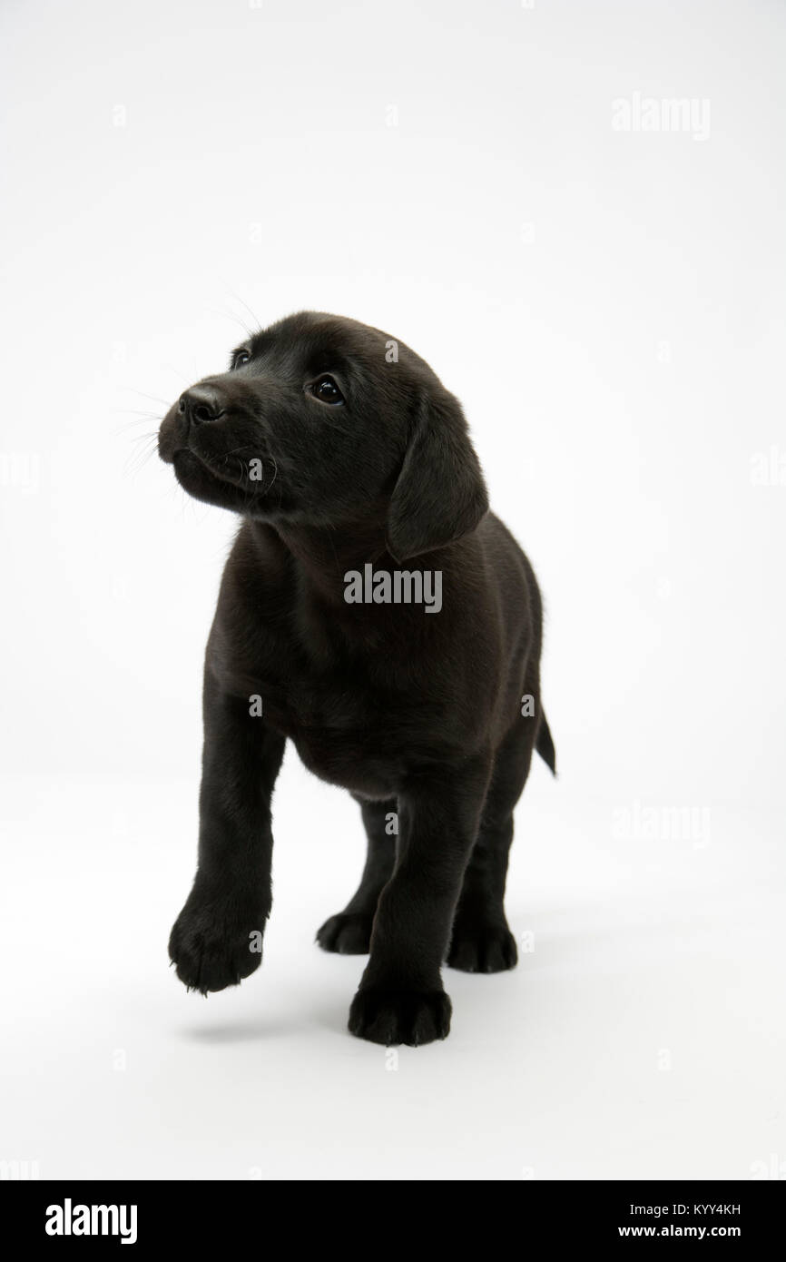 Cute young black labrador puppy taking a step Stock Photo Alamy