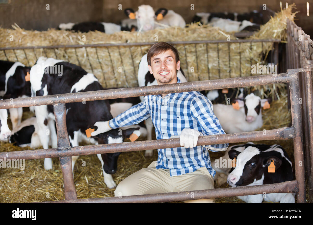 young male farmer touching cows in hangar and smiling Stock Photo - Alamy