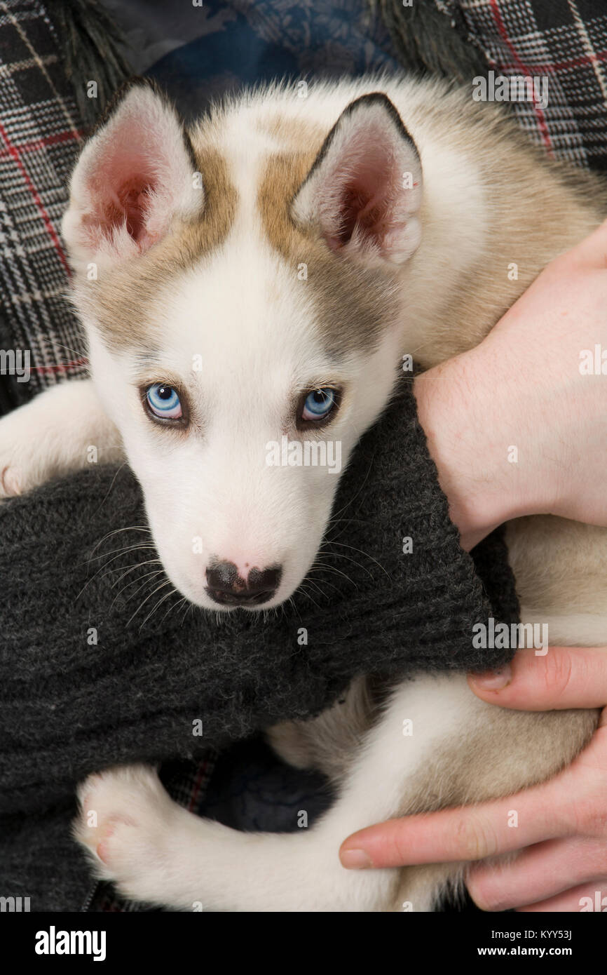 Why Do Huskies Have Blue Eyes Newsbeezer