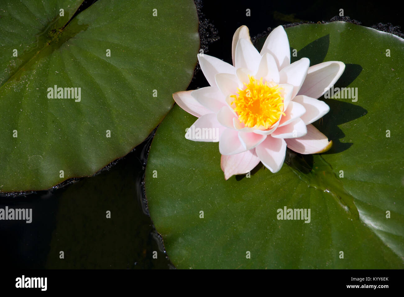 Kingdom of water lily hi-res stock photography and images - Alamy