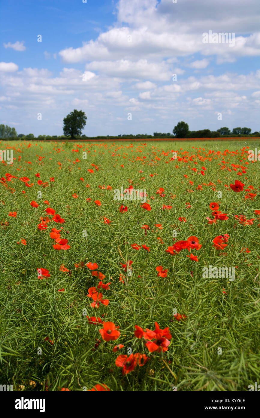 Vibrant summer poppy in field in The Cotswolds near Lechlade, Gloucestershire, UK Stock Photo