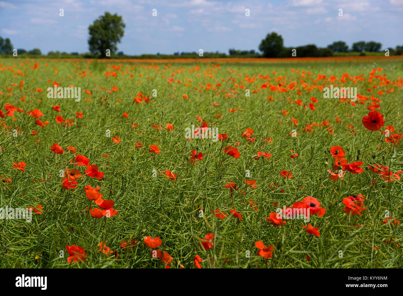 Vibrant summer poppy in field in The Cotswolds near Lechlade, Gloucestershire, UK Stock Photo