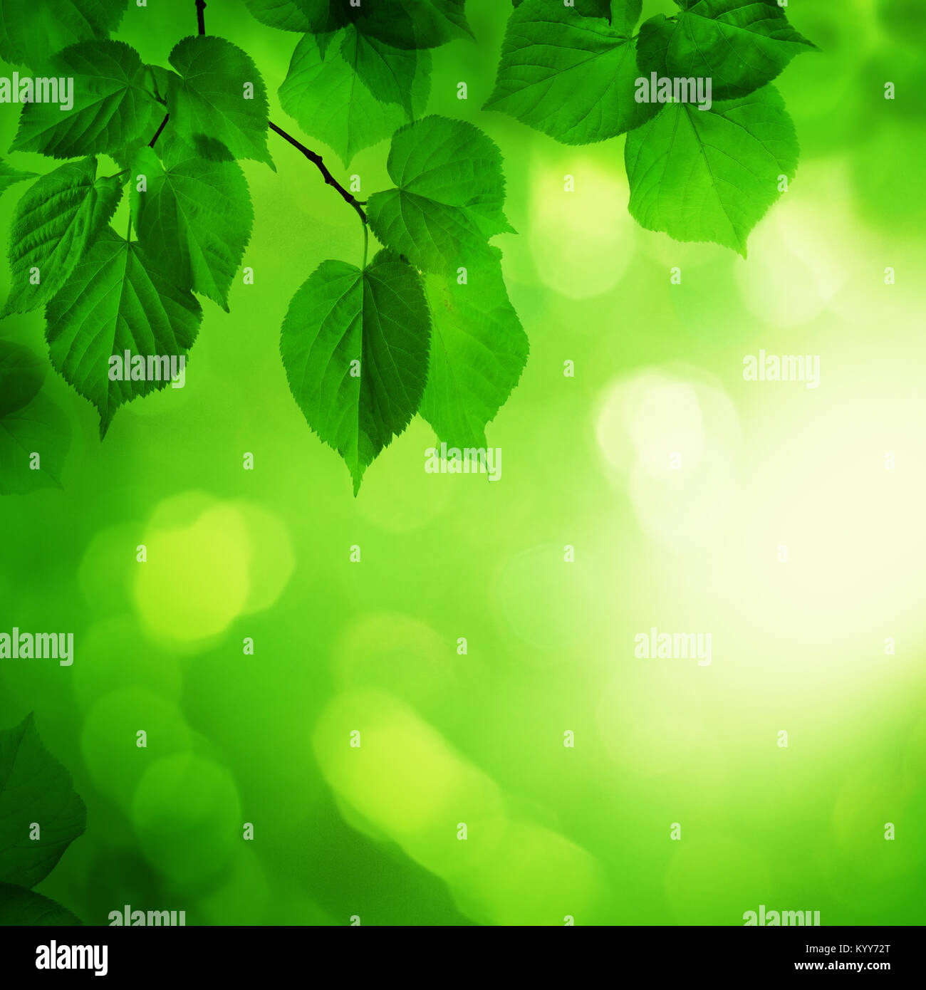 Summer Green Background with Leaves and Bokeh Stock Photo - Alamy