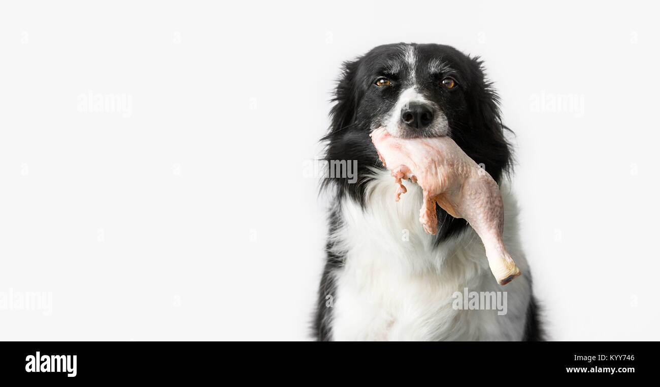 Dog ate a piece of raw chicken hotsell