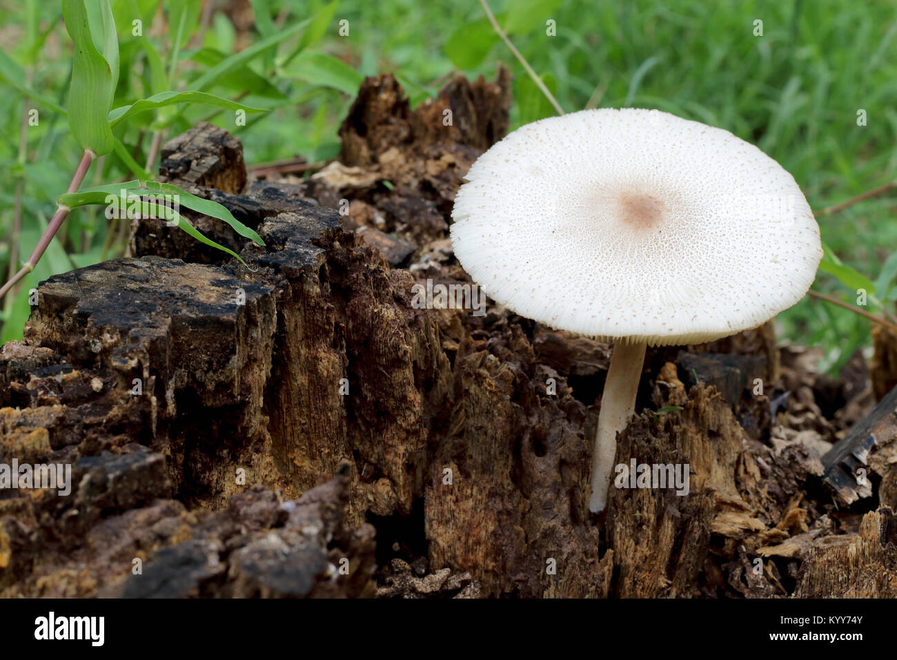 White mushroom growing on dead wood Stock Photo - Alamy