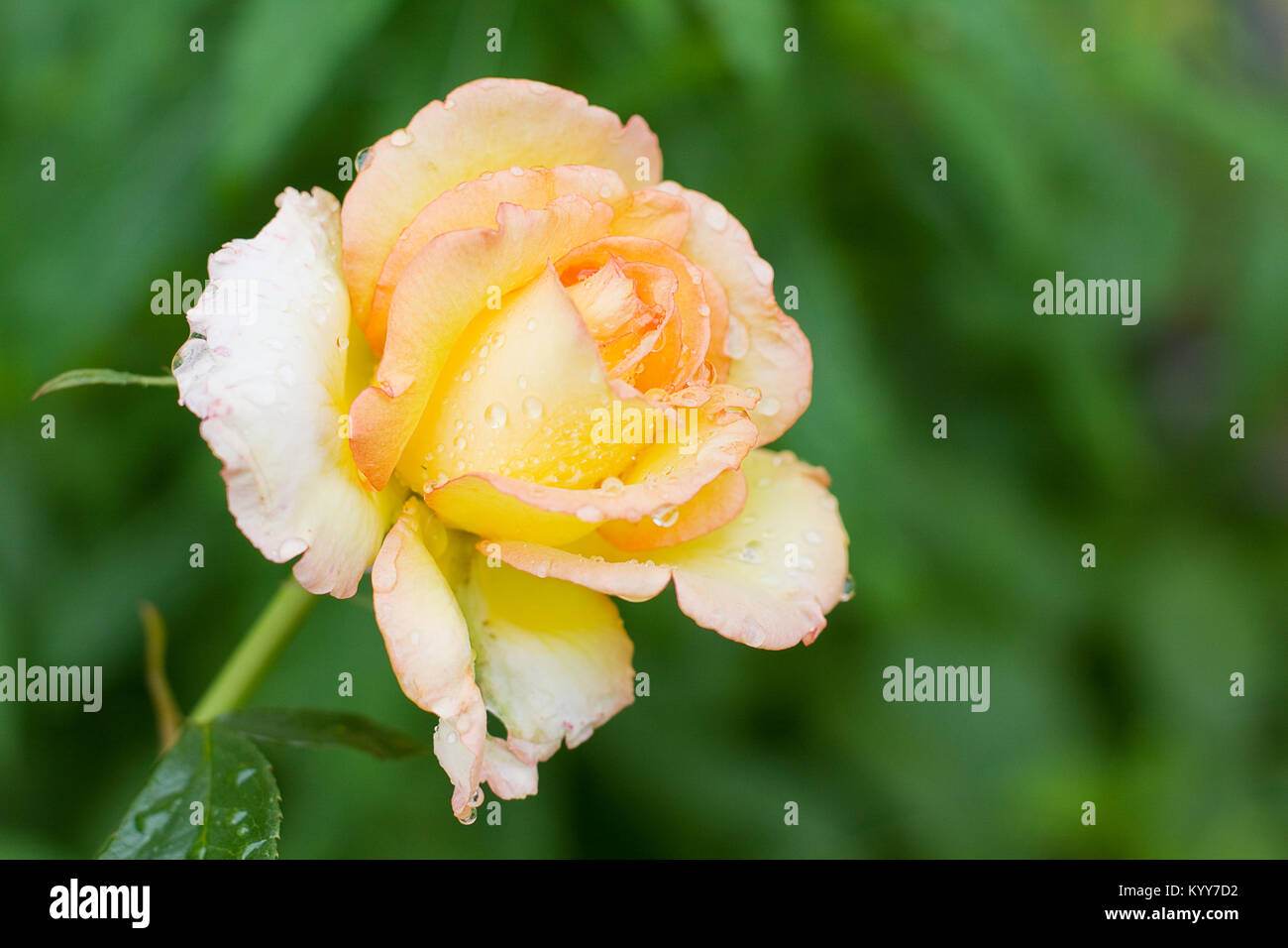 Rose on green background - summer blossom Stock Photo - Alamy