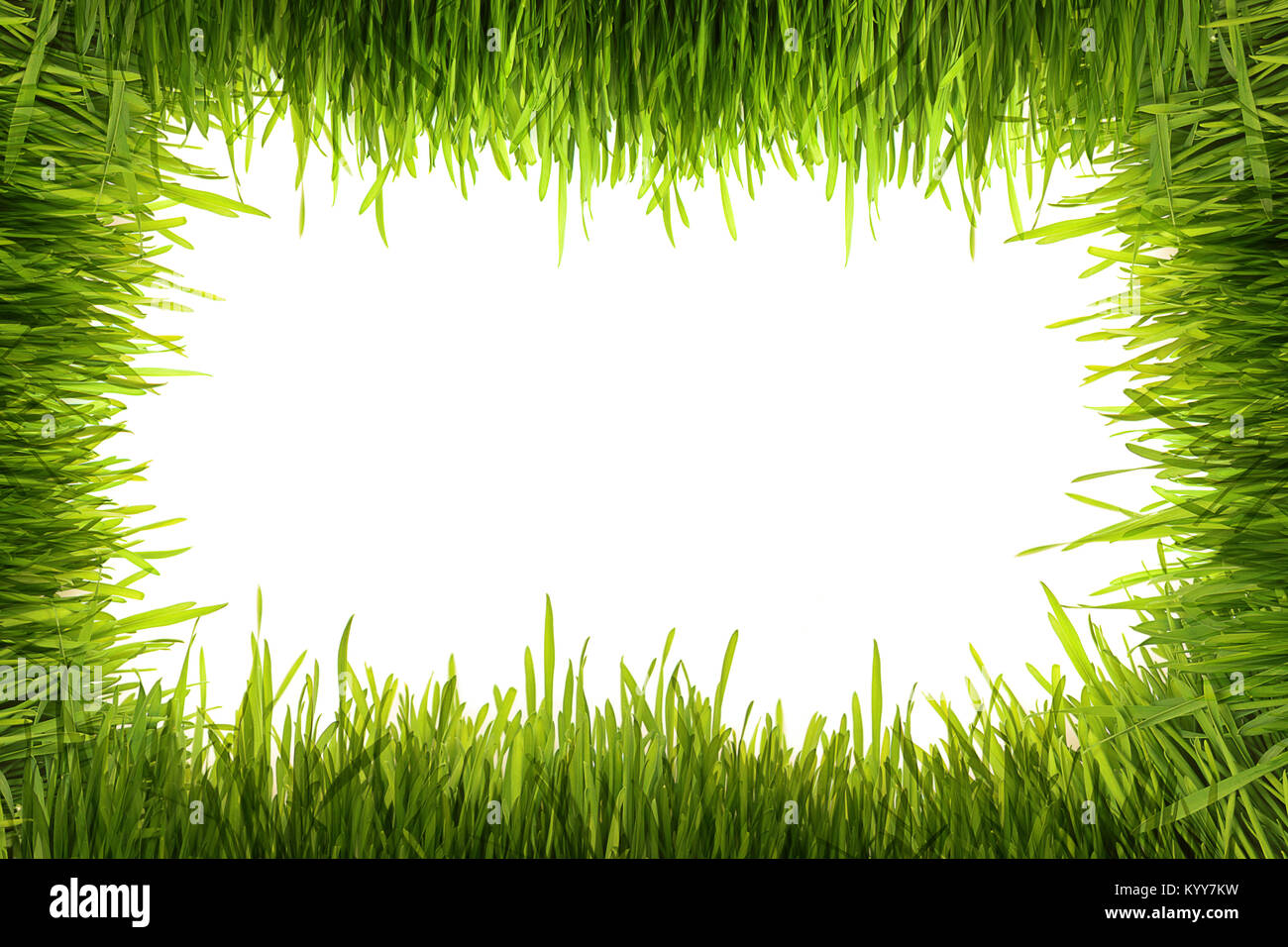 Isolated green grass on a white background Stock Photo - Alamy