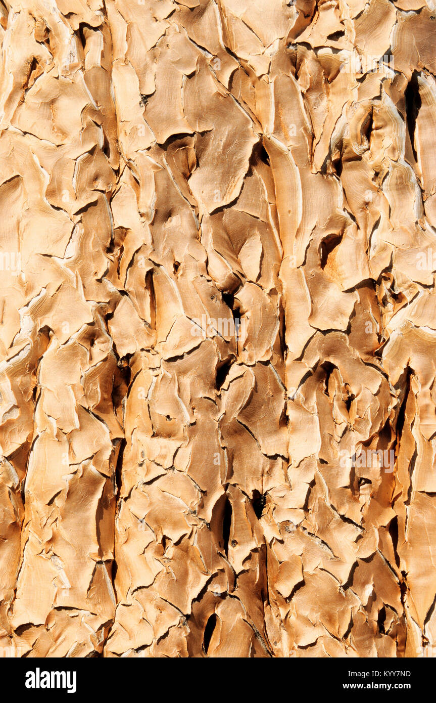 Quiver Tree, bark detail, Keetmanshoop, Namibia / (Aloidendron dichotomum) | Koecherbaum, Rinde, Keetmanshoop, Namibia Stock Photo