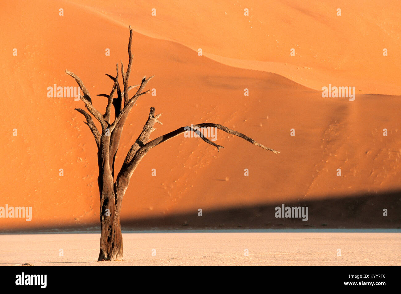 Dead Acacia tree, Deadvlei, Sossusvlei, Namib-Naukluft National Park, Namib Desert, Namibia | Abgestorbene Akazie, Dead Vlei, Sossusvlei Stock Photo