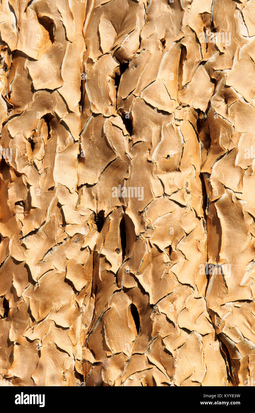 Quiver Tree, bark detail, Keetmanshoop, Namibia / (Aloidendron dichotomum) | Koecherbaum, Rinde, Keetmanshoop, Namibia Stock Photo