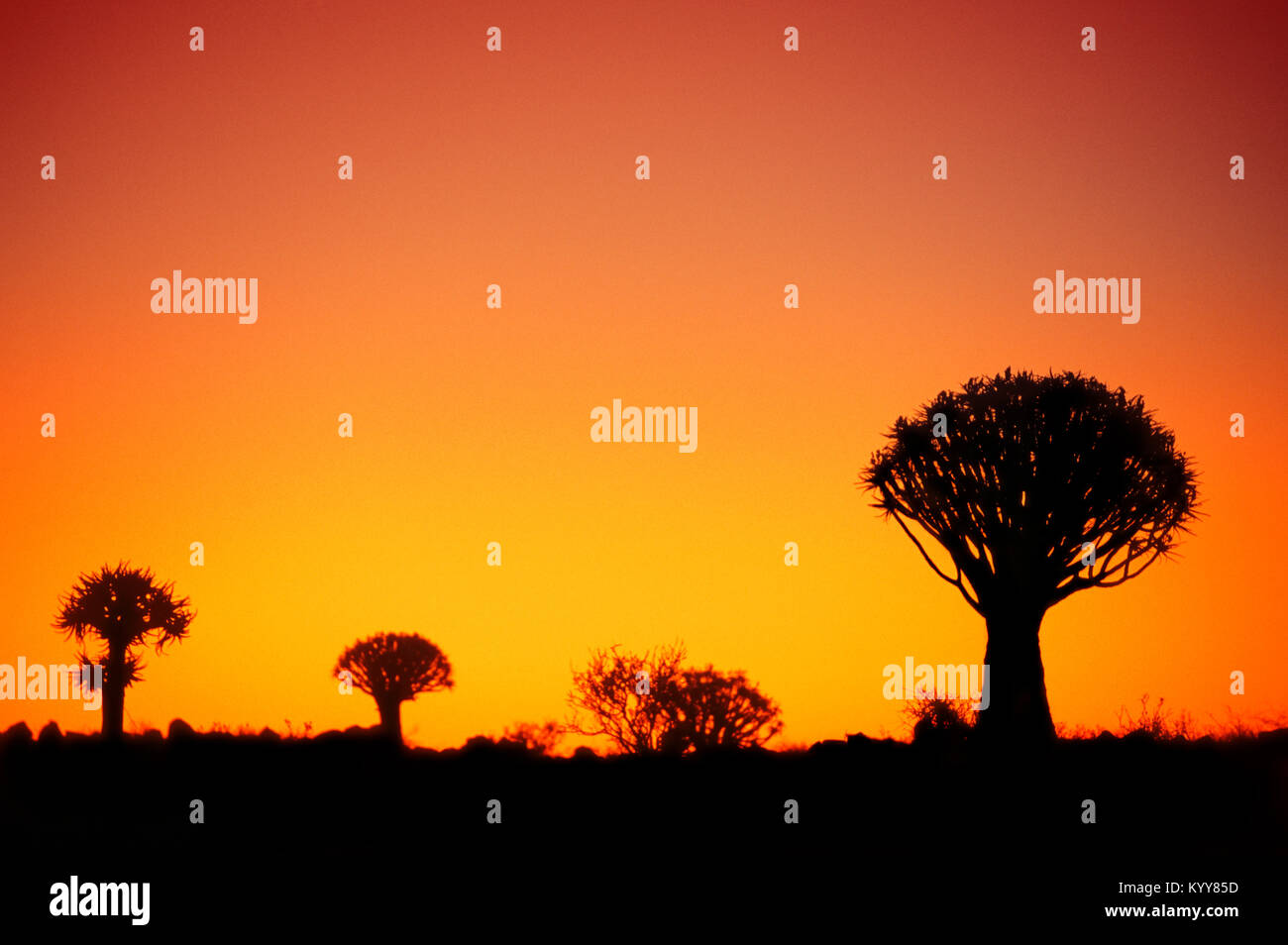 Quiver Trees at sunset, Keetmanshoop, Namibia / (Aloidendron dichotomum) | Koecherbaeume bei Sonnenuntergang, Keetmanshoop, Namibia Stock Photo