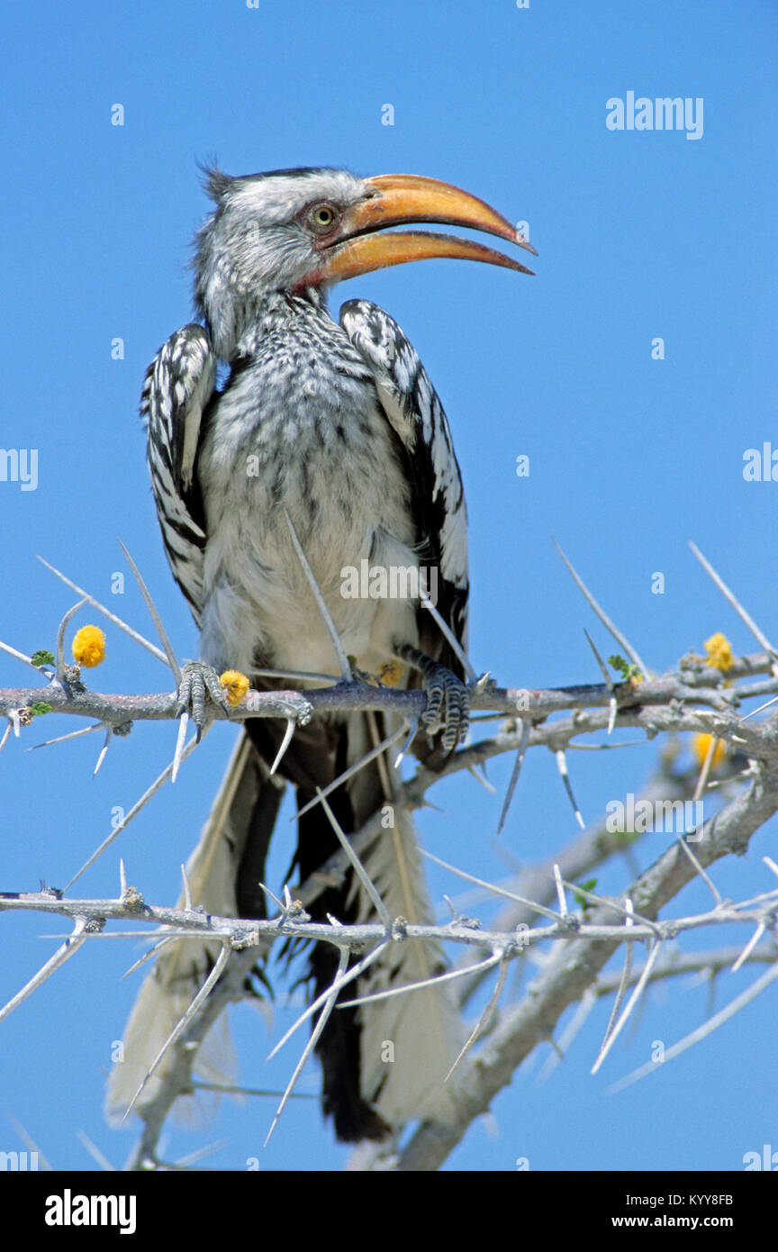 Southern Yellow-billed Hornbill, Etosha national park, Namibia  / (Tockus leucomelas) | Suedlicher Gelbschnabeltoko, Etosha Nationalpark, Namibia Stock Photo
