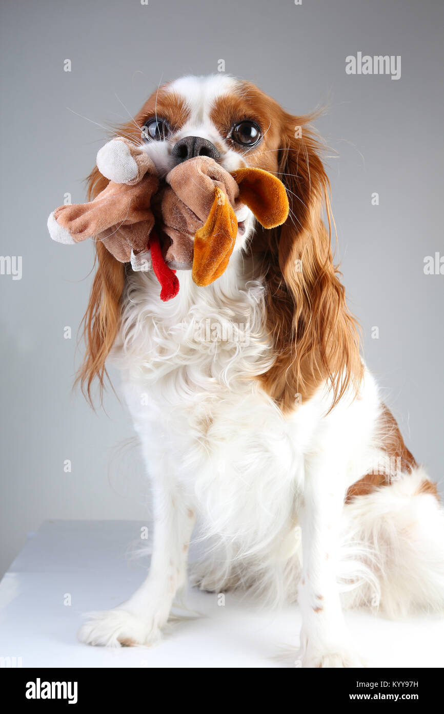 cavalier king charles spaniel cuddly toy
