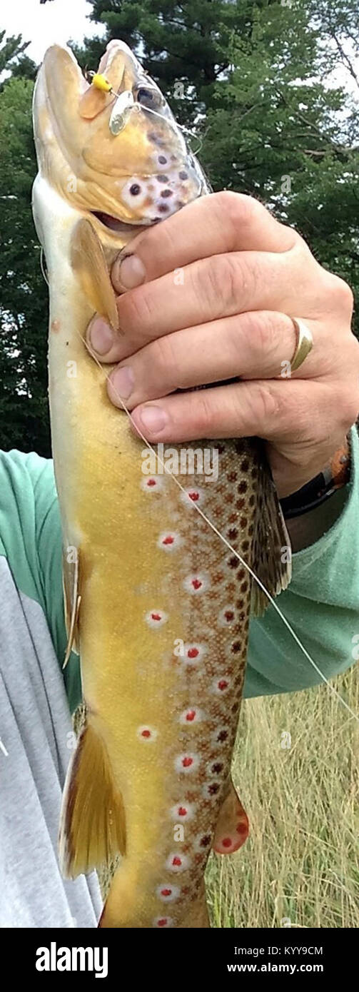 This 3pound brown trout was caught by an angler on July 31, 2017, at