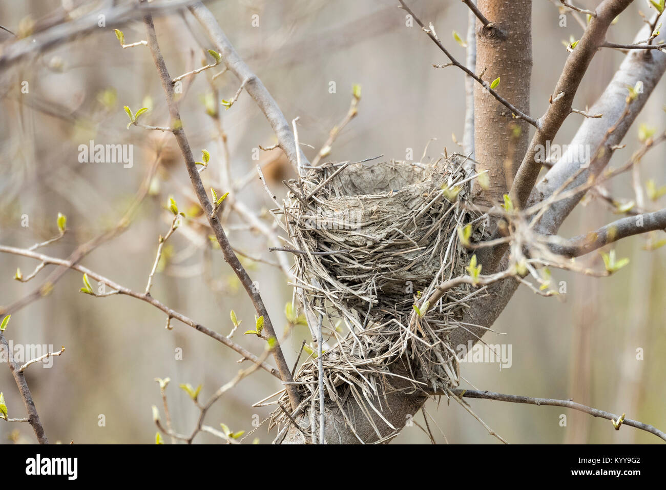 Abandoned bird's nest in tree Stock Photo Alamy