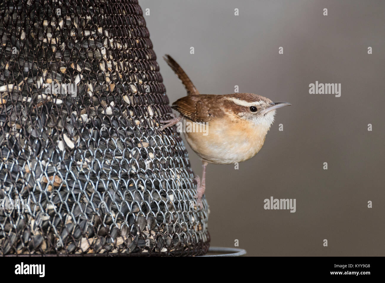 Carolina Wren On Seed Feeder Stock Photo 172089240 Alamy