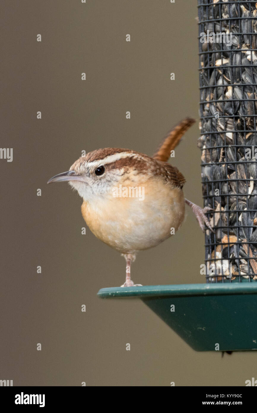 Carolina Wren On Seed Feeder Stock Photo 172089244 Alamy