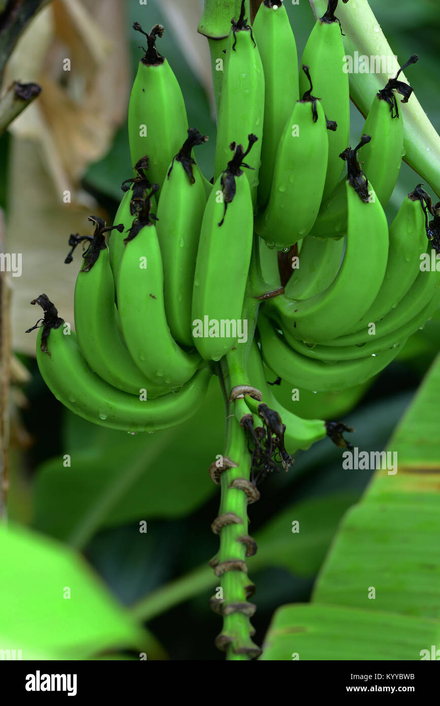 green bunch of bananas Stock Photo