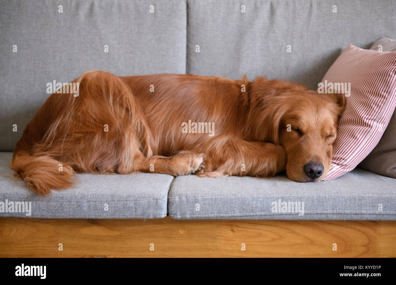 Golden retriever sleeping on the couch Stock Photo