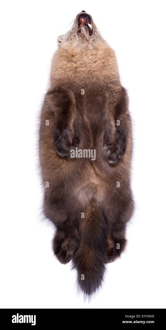 Beautiful Siberian Barguzin sable on white background. First grade. View of abdomen Stock Photo - Alamy Beautiful Siberian Barguzin sable on white background. First grade. View of abdomen Stock Photo - Alamy