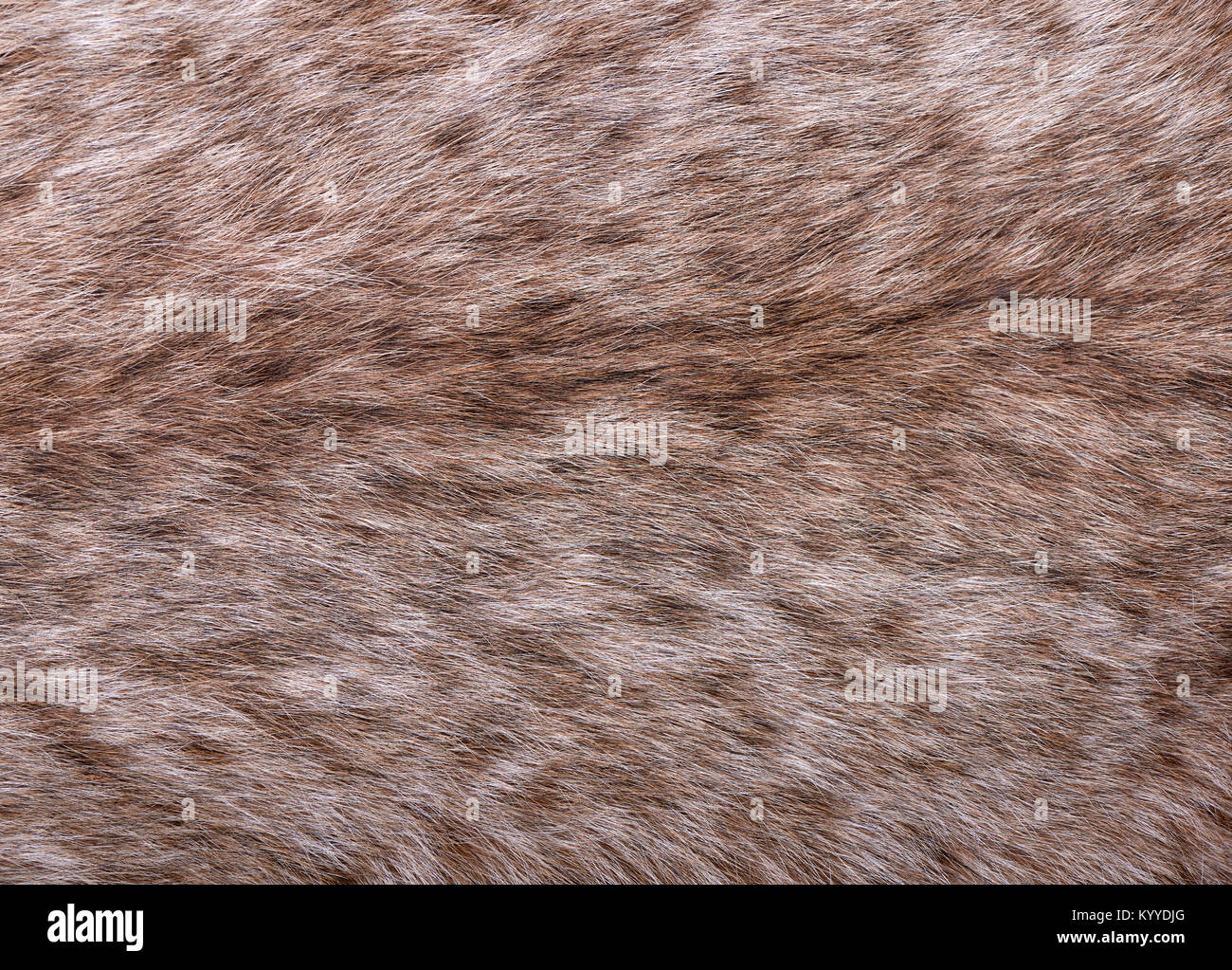 Fragment of fur of large Siberian lynx on back. Expensive skin of closeup Stock Photo