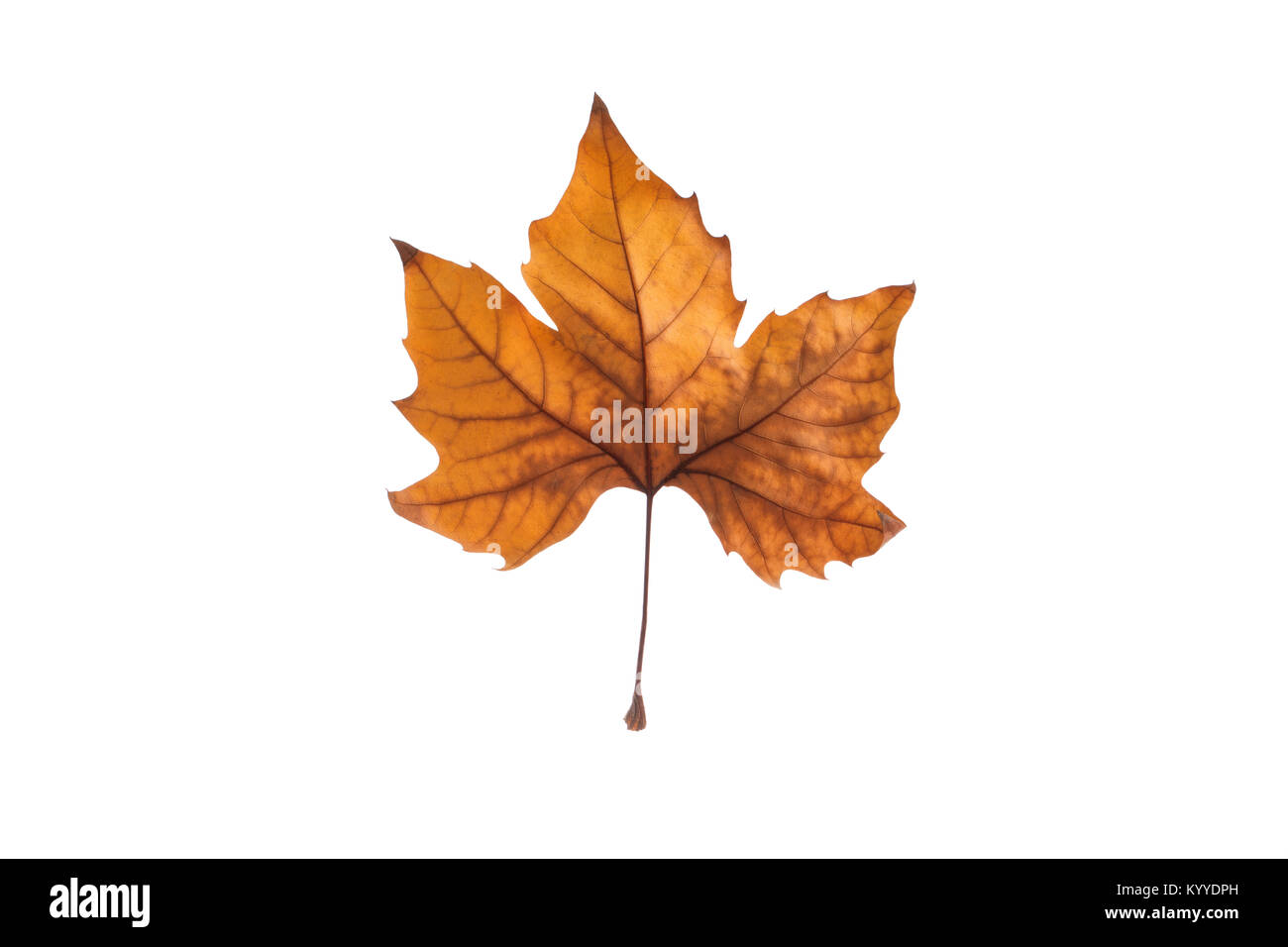 Autumn maple leaf isolated on white background Stock Photo - Alamy