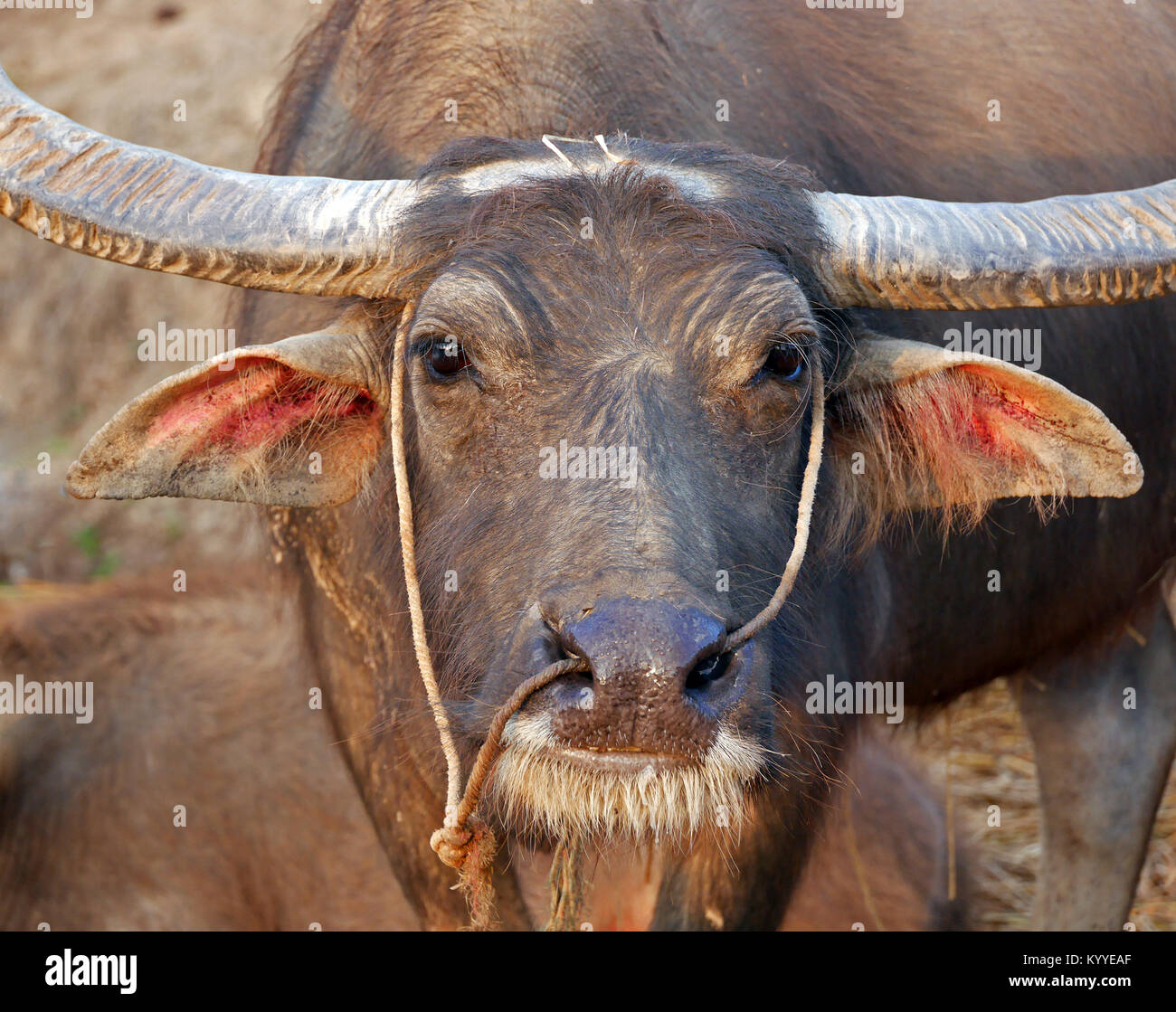 Close up face of water buffalo Stock Photo - Alamy