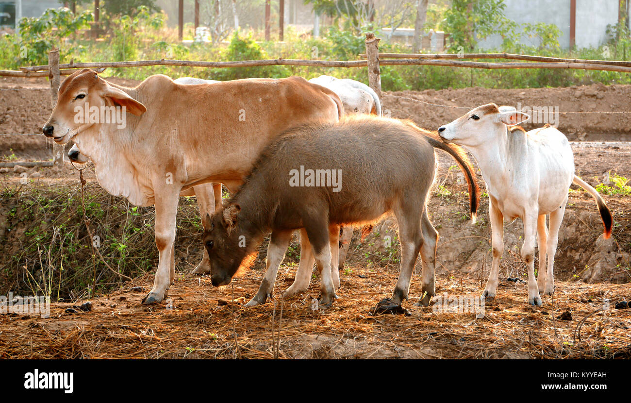 Family of mother cow and baby water buffalo and cow Stock Photo Alamy