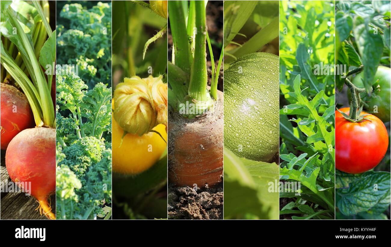 Collage of fresh organic vegetables. Healthy eating consept. Gardening background . Stock Photo