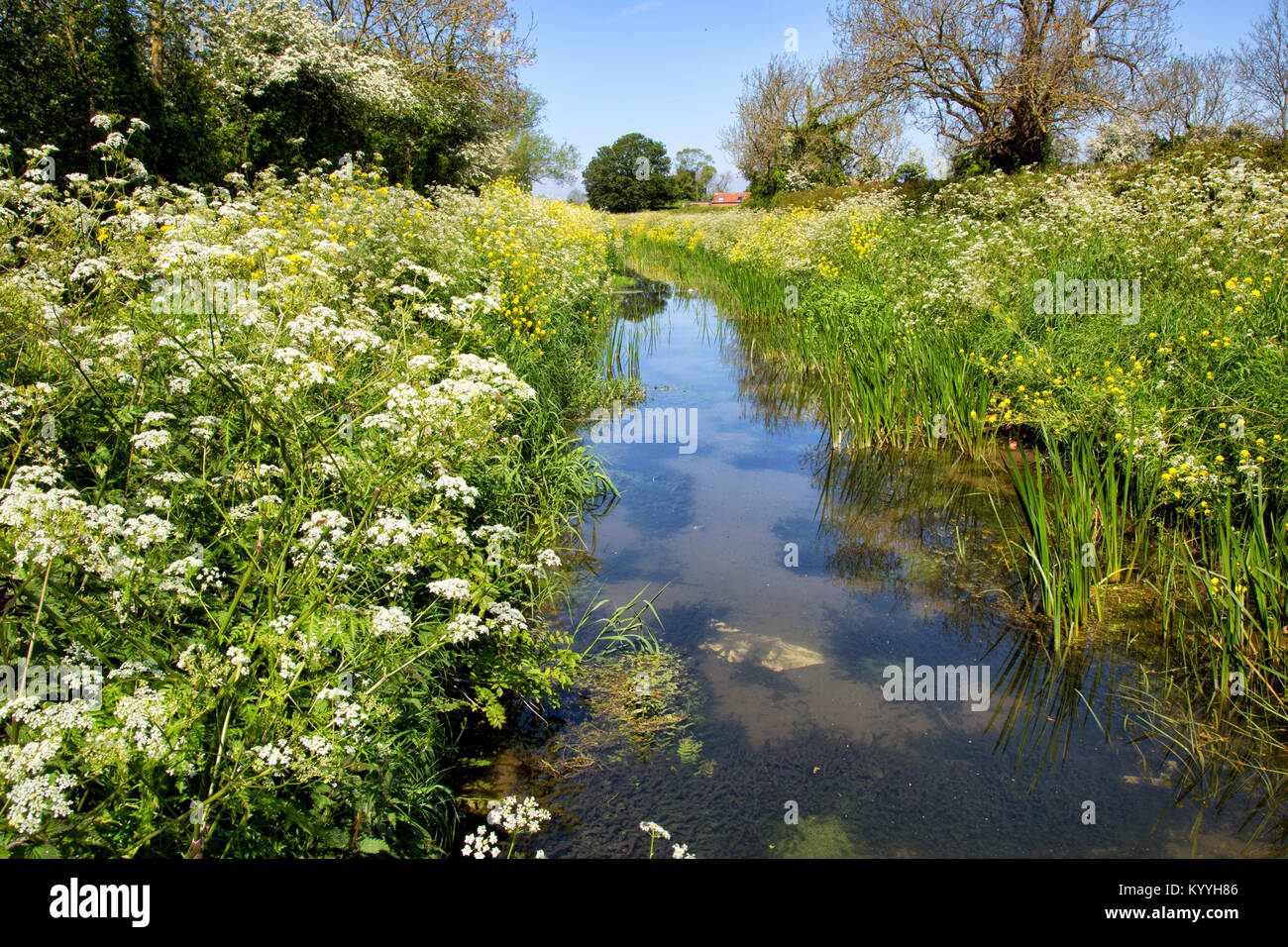 Springtime on the Somerset Levels UK - a drainage dyke fringed with lush vegetation of cow parsley buttercup and willow Stock Photo