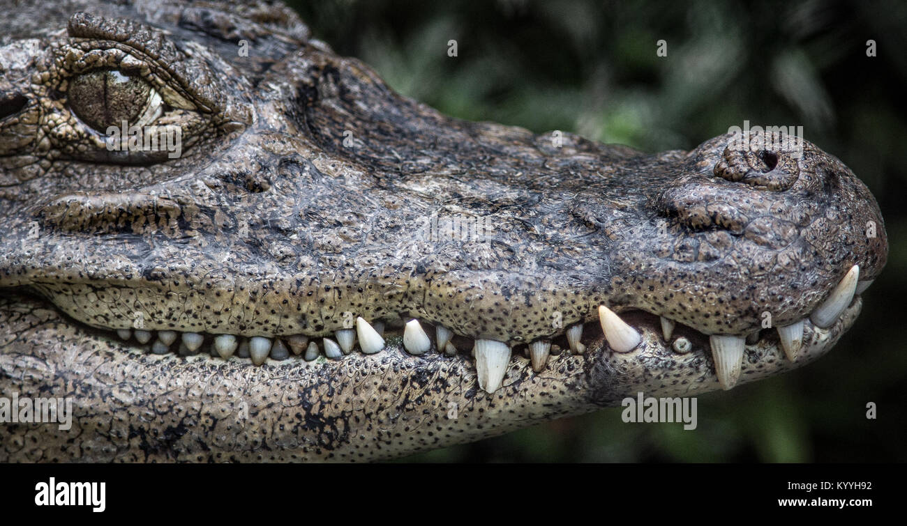 Close-up portrait of a Cayman in a zoo in Costa Rica showing its crocodile smile Stock Photo