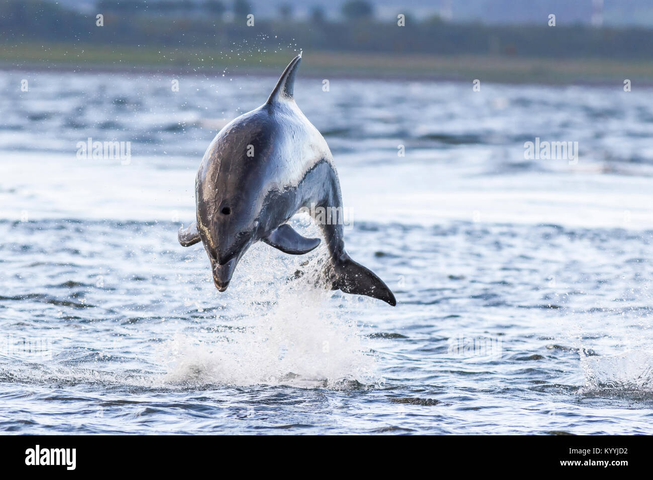 wild bottlenose dolphin tursiops truncatus Stock Photo