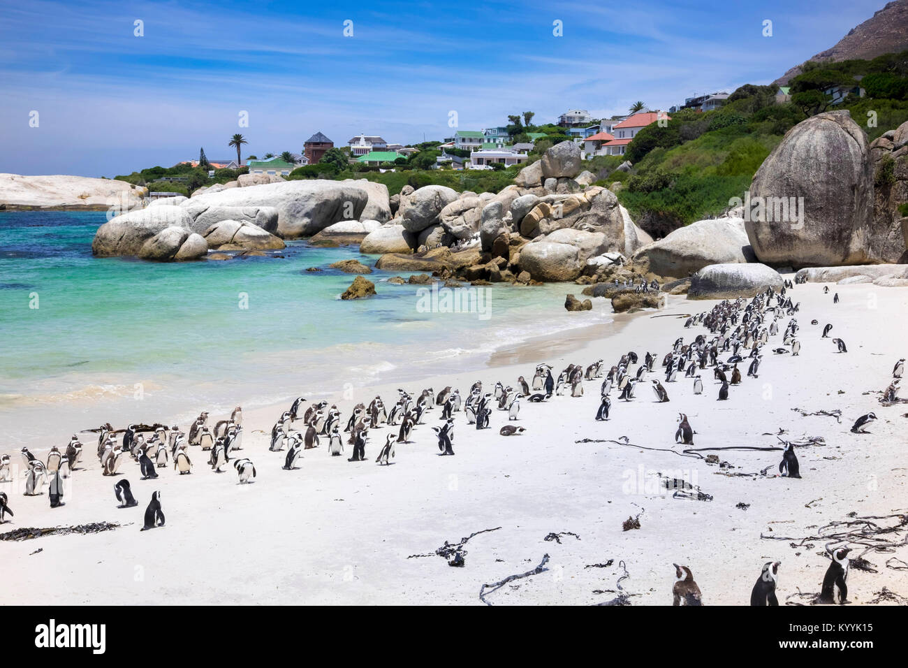 Boulders Bay Penguin Colony of African Jackass penguins at Boulders