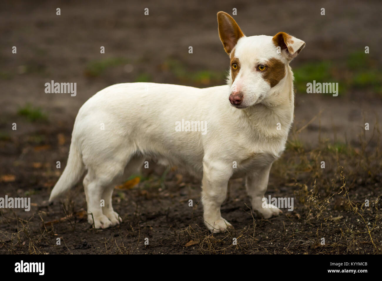 Types Of Short Legged Dogs 2025